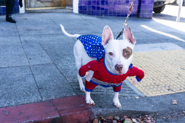 istock Dog in Costume 867982232