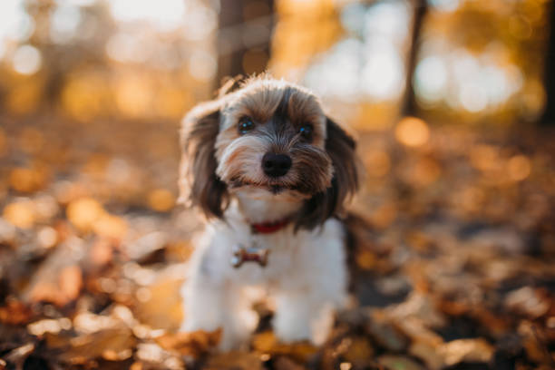 istock Cute dog in the autumn leaf. biewer yorkshire terrie 867982446