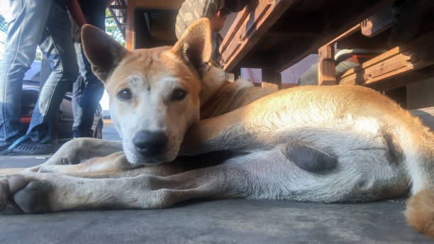 The dog lies on a cement floor. stock photo