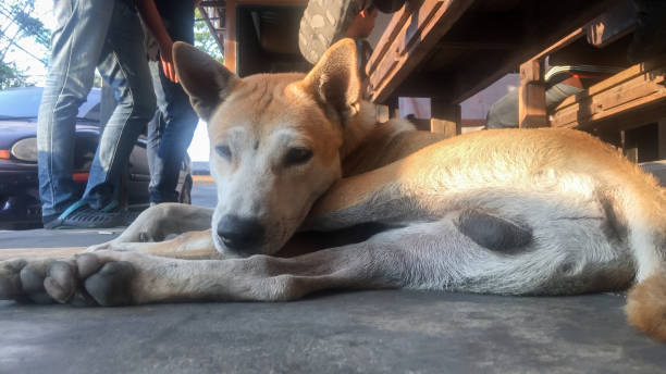 The dog lies on a cement floor. stock photo