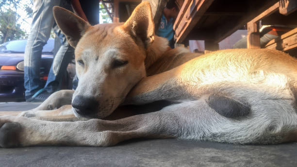 The dog lies on a cement floor. stock photo