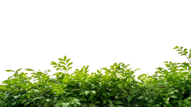 Frame from green leafs isolated on white background. stock photo