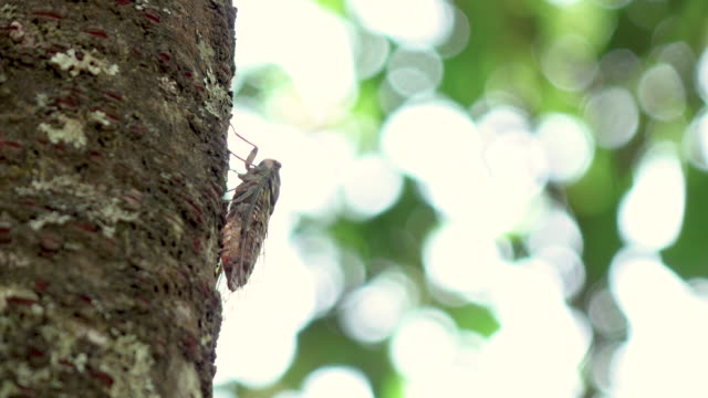 Cicada Tracking Shot With Audio.