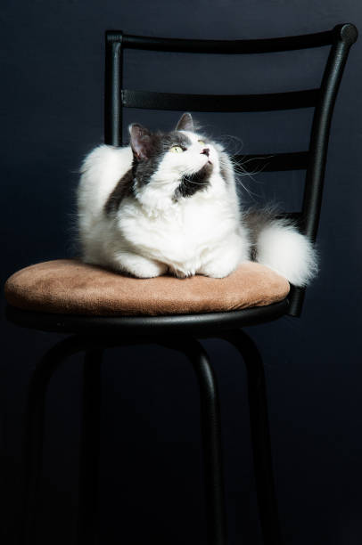 istock Cute housecat sitting on a kitchen stool looking up. 867989086