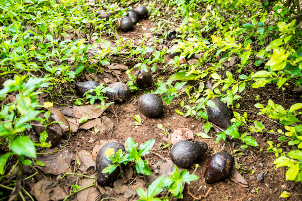 the avocado (persea americana) is a tree that is native to south central mexico, classified as a member of the flowering plant family lauraceae - persea imagens e fotografias de stock