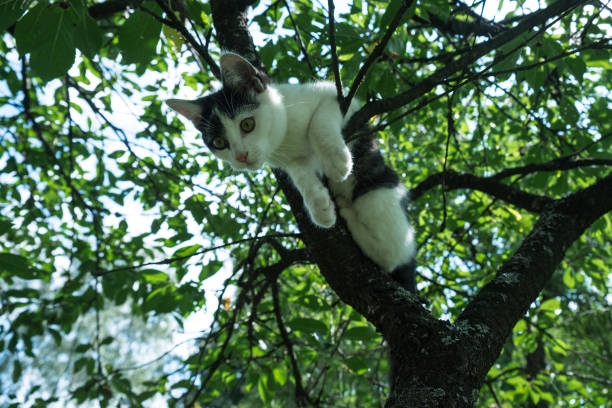 istock Young Black And White Cat On A Cherry Tree Branch Among Green Foliage. 867991964