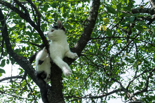 istock Young Black And White Cat On A Cherry Tree Branch Among Green Foliage. 867991970