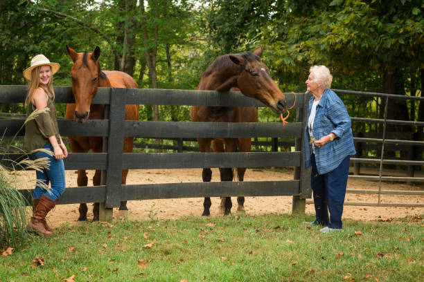 Feeding horses on a farm