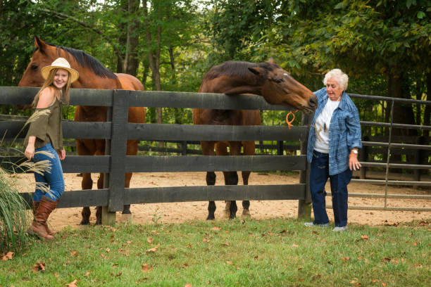 istock Feeding horses on a farm 867994414