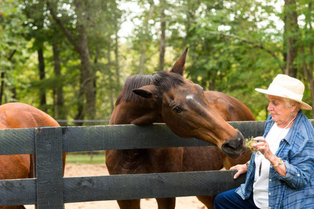 istock Senior woman nervously feeds a horse 867994436
