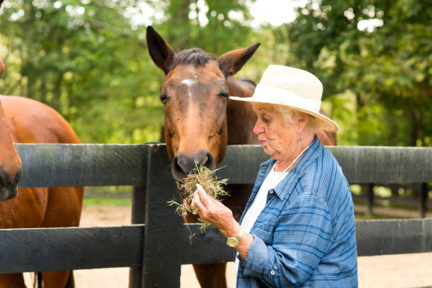 istock Woman feeding a horse 867994456