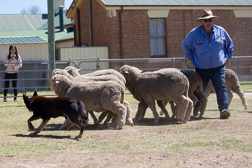 Boorowa, NSW, Australia – October 1 2017: At the 2017 Boorowa Irish Woolfest a couple of working dogs give a demonstration on how to round up sheep. Enclosed in a small pen, their master handles them as they keep the sheep together in a bunch and move them around the pen. October 1 2017