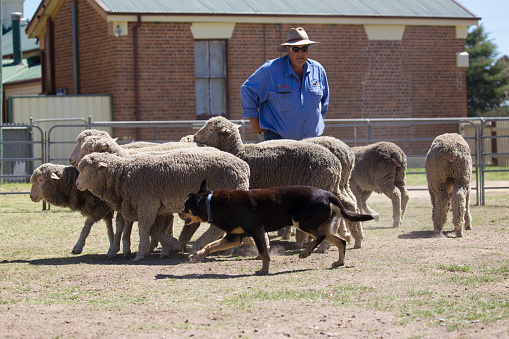 Boorowa, NSW, Australia – October 1 2017: At the 2017 Boorowa Irish Woolfest a couple of working dogs give a demonstration on how to round up sheep. Enclosed in a small pen, their master handles them as they keep the sheep together in a bunch and move them around the pen. October 1 2017