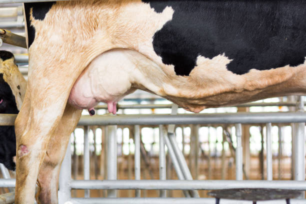 istock Focus on milking of a young cow 867998430