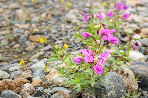 Chamaenerion latifolium fowers in Aktru valley. Altai Republic. Russia Chamaenerion latifolium fowers in Aktru valley. Altai Republic, Siberia. Russia flower mountain fireweed wildflower stock pictures, royalty-free photos & images