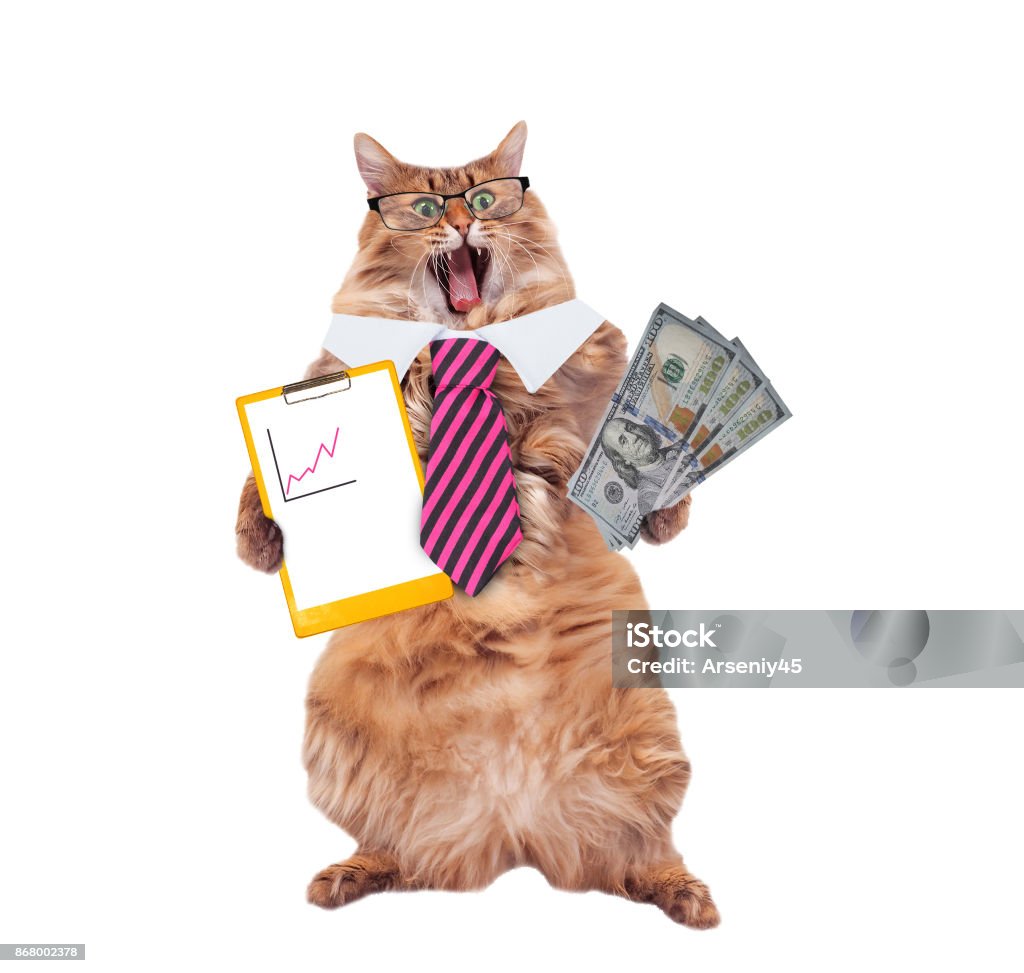 The Big Shaggy Cat Is Very Funny Standing Stock Photo - Download ...