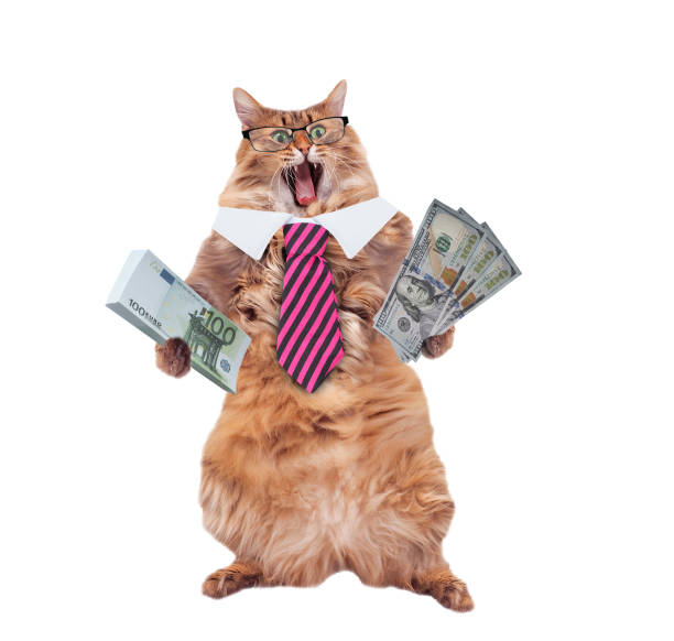 The big shaggy cat is very funny standing funny cat with glasses and tie. the concept of financier.The big shaggy cat is very funny standing. money cat stock pictures, royalty-free photos & images