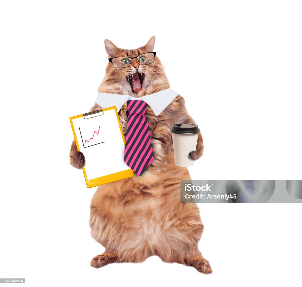 The Big Shaggy Cat Is Very Funny Standing Stock Photo - Download ...