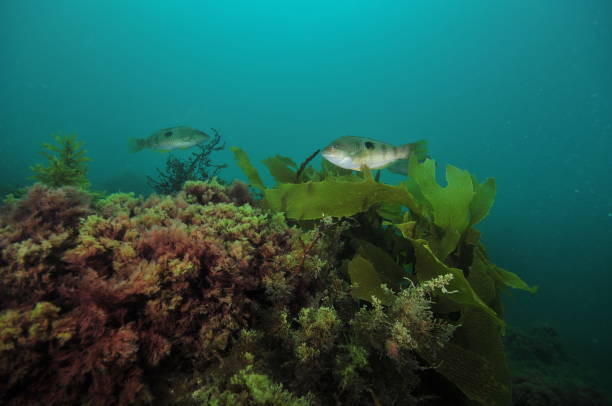 istock Reef with seaweeds and spotty wrasses 868004978