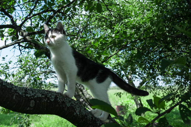 black and white cat sharpening its claws on a tree