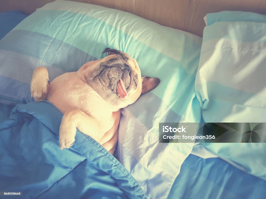 Cute pug dog sleep rest in the bed, wrap with blanket and tongue sticking out in the lazy time Cute pug dog sleep rest in bed, wrap with blanket and tongue sticking out in the lazy time Summer Stock Photo