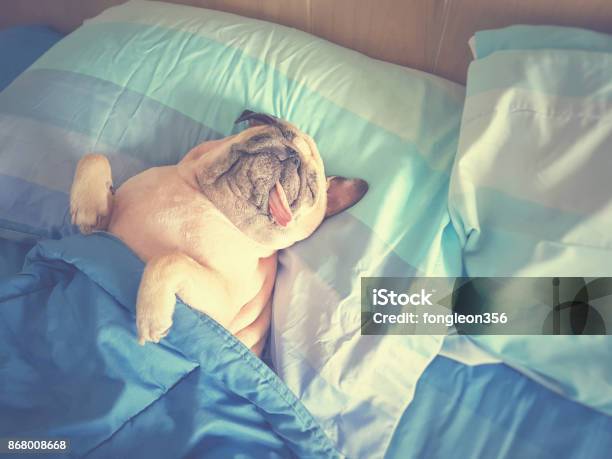 Cute Pug Dog Sleep Rest In The Bed Wrap With Blanket And Tongue Sticking Out In The Lazy Time Stock Photo - Download Image Now