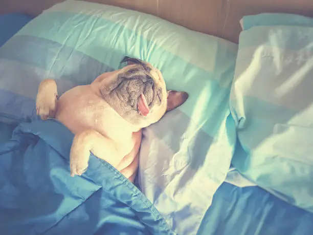 Photo of Cute pug dog sleep rest in the bed, wrap with blanket and tongue sticking out in the lazy time