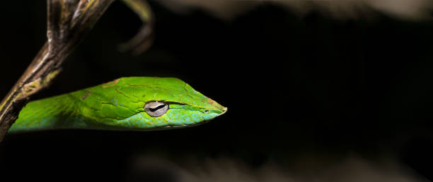 istock Extreme close up of green vine snake 868008796