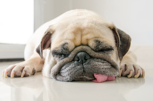 Divertido Perro Pug sueño con chicle en el sueño de ojos descansar en piso photo