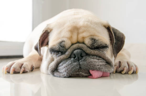 drôle de sleepy pug dog avec de la gomme dans le sommeil de le œil reposent sur plancher - animal tongue photos photos et images de collection