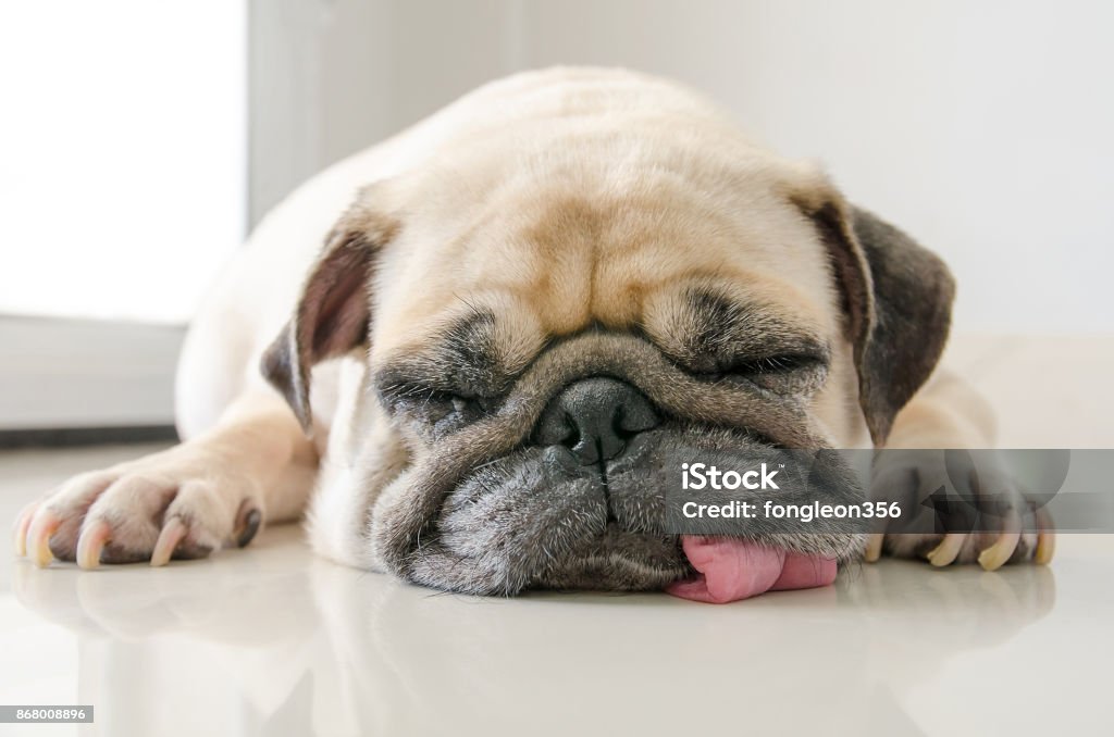 Funny Sleepy Pug Dog With Gum In The Eye Sleep Rest On Floor Stock Photo - Download Image Now - iStock Funny Sleepy Pug Dog With Gum In The Eye Sleep Rest On Floor Stock Photo - Download Image Now - iStock
