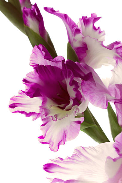 istock Beautiful purple gladiolus 868009202
