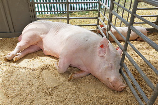 Boar and a piggy  resting in the pen