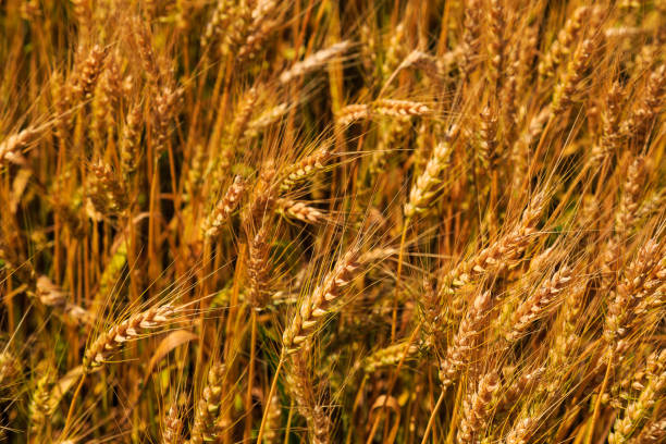 istock Wheat in summer in Pennsylvania field 868012004