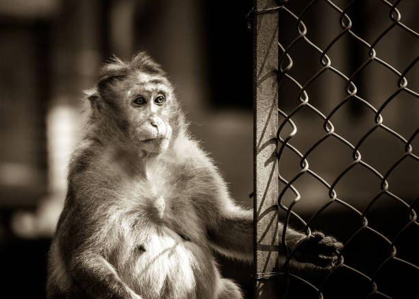 Sepia toned female bonnet macaque monkey holding on wire mesh frame with blurred background