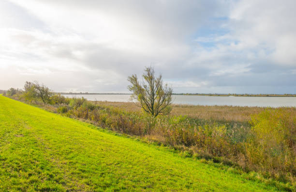 istock Reed along the shore of a lake in sunlight at fall 868019096
