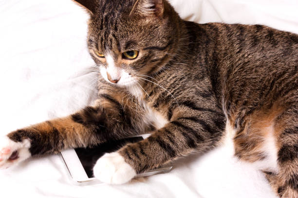 istock Cat lays and looks into the phone 868019448