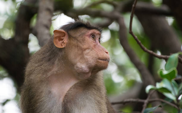 istock Side portrait of bonnet macaque monkey 868019538