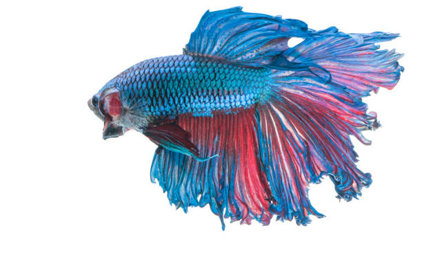 istock beautiful betta splendens isolated on white background 868021838