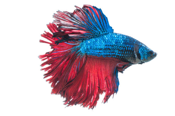 istock beautiful betta splendens isolated on white background 868021880