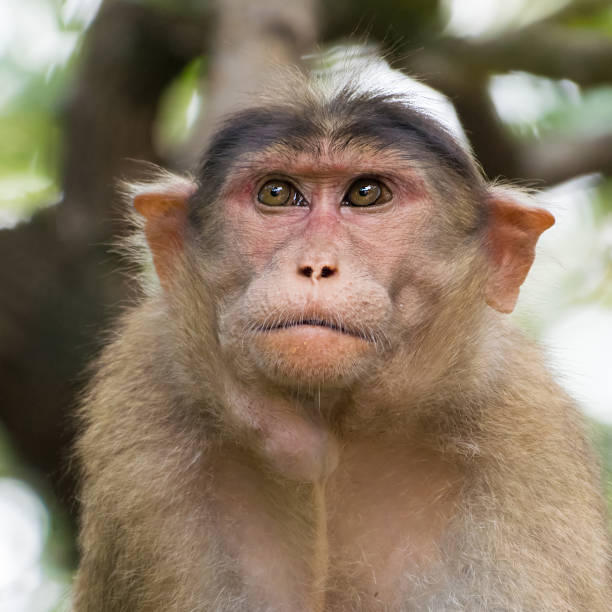 istock Close up portrait of wild bonnet macaque monkey 868021992
