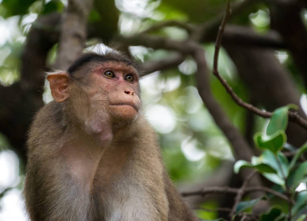 istock Side portrait of bonnet macaque monkey 868022364