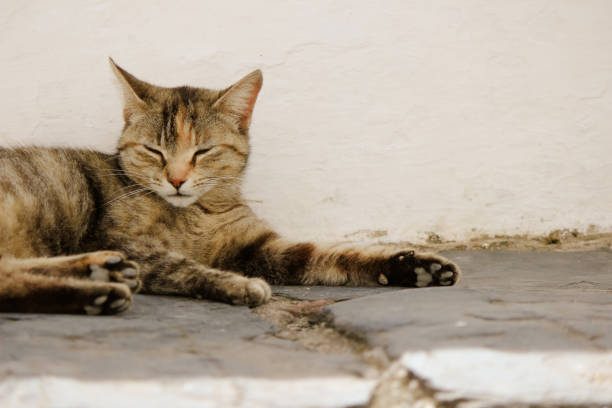 istock Street cat rest on a street 868022980