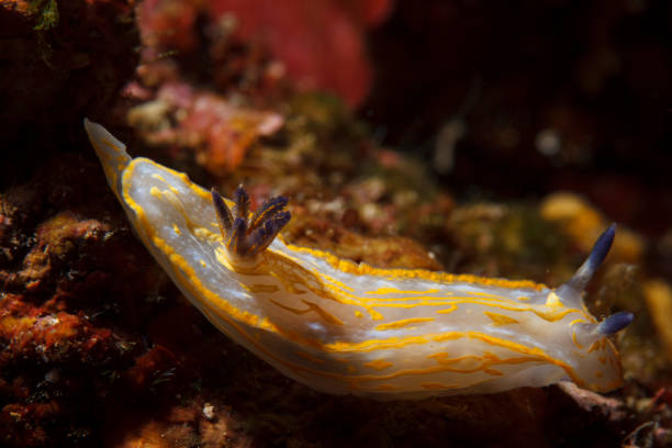 istock Sea life Nudibranch Underwater beauty 868023340
