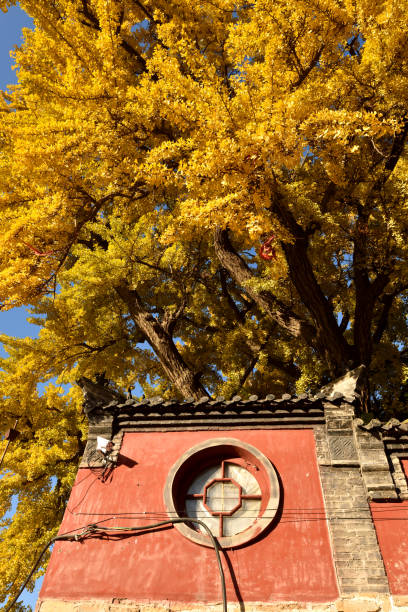 istock Fifteen hundreds year-old ginkgo tree 868023450