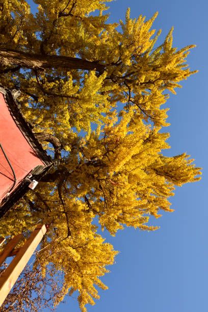 istock Fifteen hundreds year-old ginkgo tree 868023680