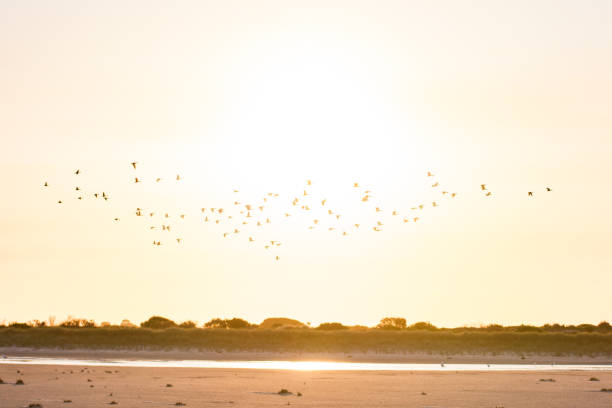 istock Bird Diversity from South Australia's RAMSAR Coorong 868025798