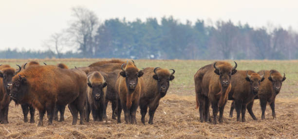 istock European Bison herd in snowless winter 868025850