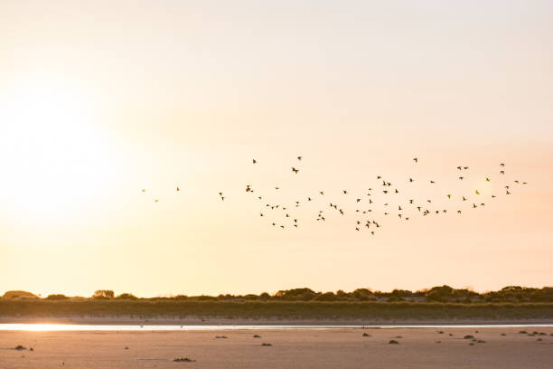 Bird Diversity from South Australia's RAMSAR Coorong