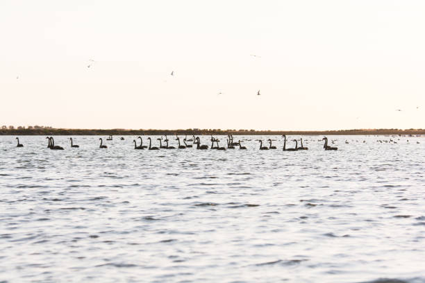 istock Bird Diversity from South Australia's RAMSAR Coorong 868026246